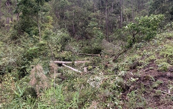 Tạm giữ 5 người phá rừng phòng hộ Tà Nung - ảnh 1
