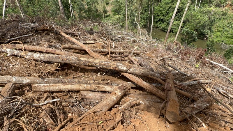 Chủ tịch Lâm Đồng yêu cầu kiểm điểm người đứng đầu vụ 1,9 ha rừng bị phá - ảnh 1