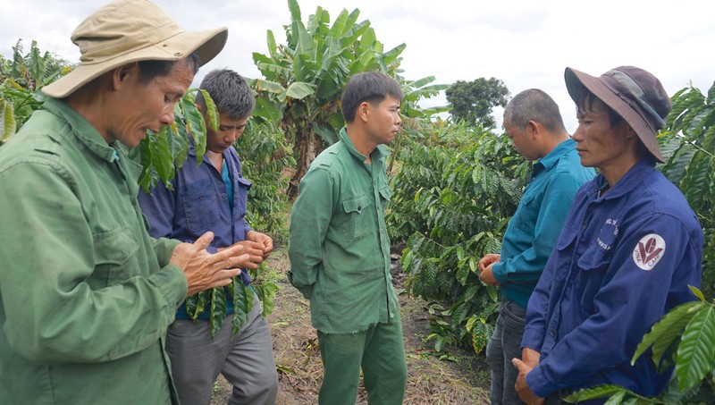 Lập luận của VKSND Cấp cao Đà Nẵng trong kháng nghị giám đốc thẩm vụ cưa gỗ khô - ảnh 1