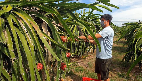 Thanh long chín đầy vườn nhưng không có người mua - ảnh 1