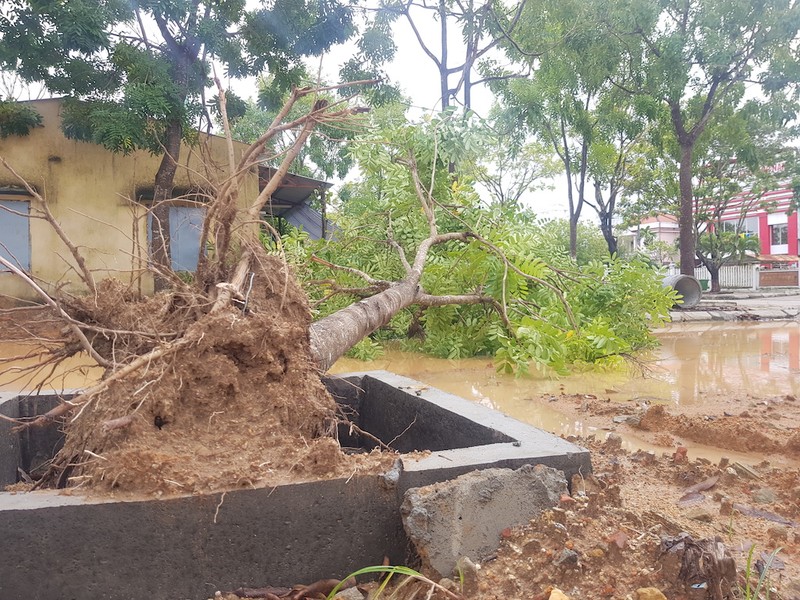 CSGT Quảng Nam dọn dẹp cây ngã do bão số 5 - ảnh 4