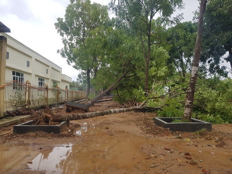 CSGT Quảng Nam dọn dẹp cây ngã do bão số 5 - ảnh 7