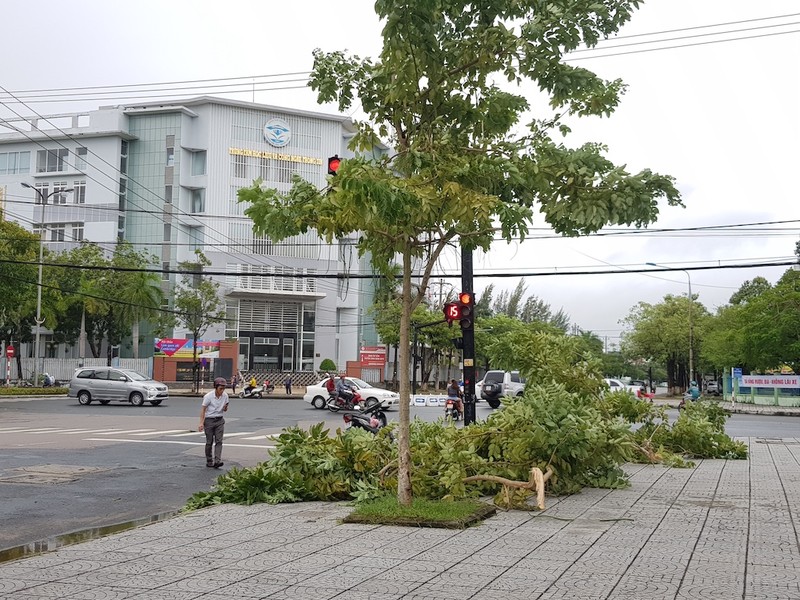 CSGT Quảng Nam dọn dẹp cây ngã do bão số 5 - ảnh 5