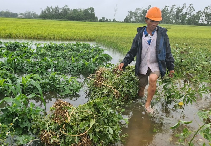 Miền Trung mưa lớn bất thường, lúa và hoa màu ngã đổ la liệt - ảnh 2