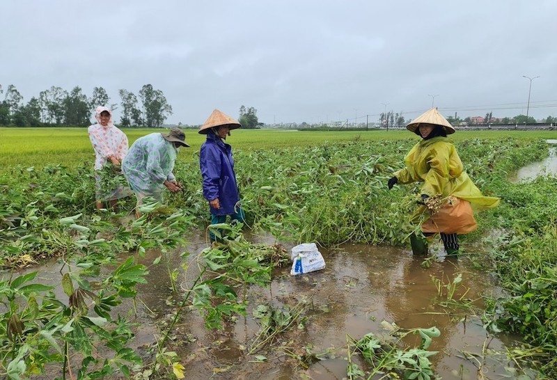 Miền Trung mưa lớn bất thường, lúa và hoa màu ngã đổ la liệt - ảnh 3