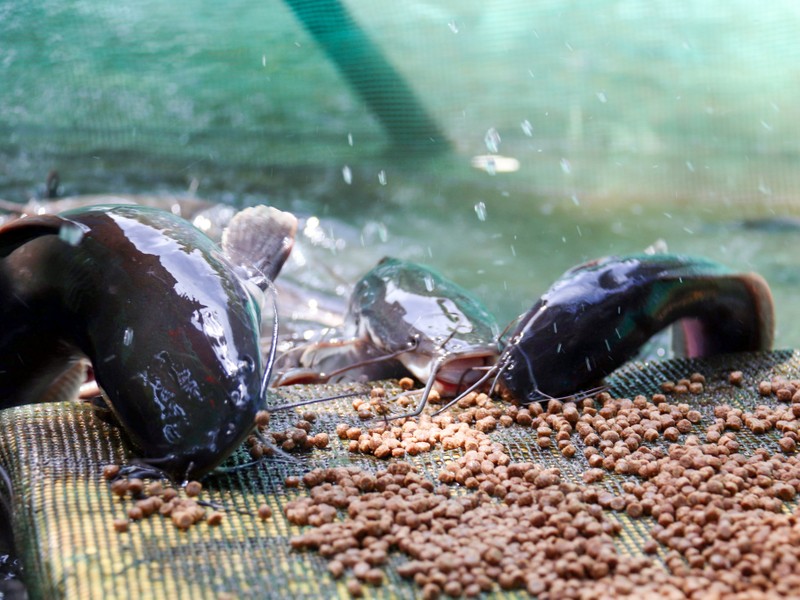 Độc đáo đàn cá trê ăn trên cạn ở Cần Thơ  - ảnh 3