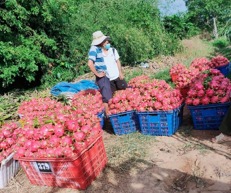 Tin vui: Xuất khẩu thanh long sang Trung Quốc được khơi thông  - ảnh 1