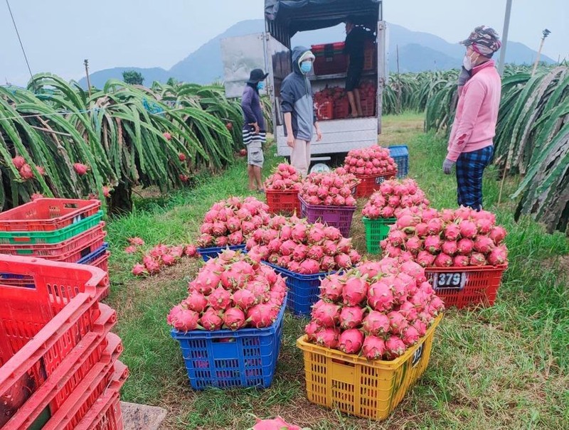 Phấn đấu đến năm 2050, nông nghiệp Việt Nam thuộc tốp đầu thế giới - ảnh 1