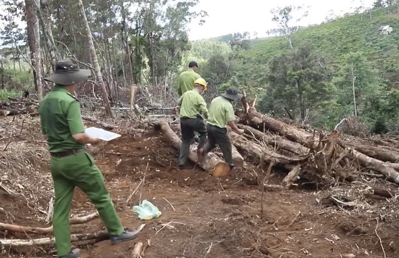 Tạm đình chỉ công tác chủ tịch xã, kiểm lâm địa bàn để mất 1,9 ha rừng  ​ - ảnh 1