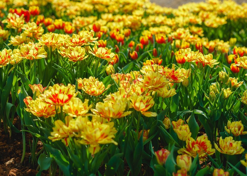 Triền hoa tulip đẹp ngỡ ngàng trên đỉnh núi Bà Đen Tây Ninh - ảnh 3