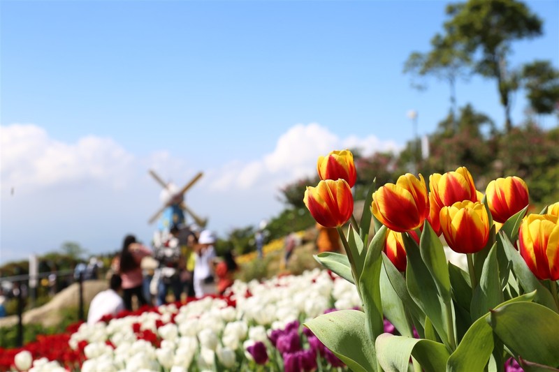 Triền hoa tulip đẹp ngỡ ngàng trên đỉnh núi Bà Đen Tây Ninh - ảnh 4