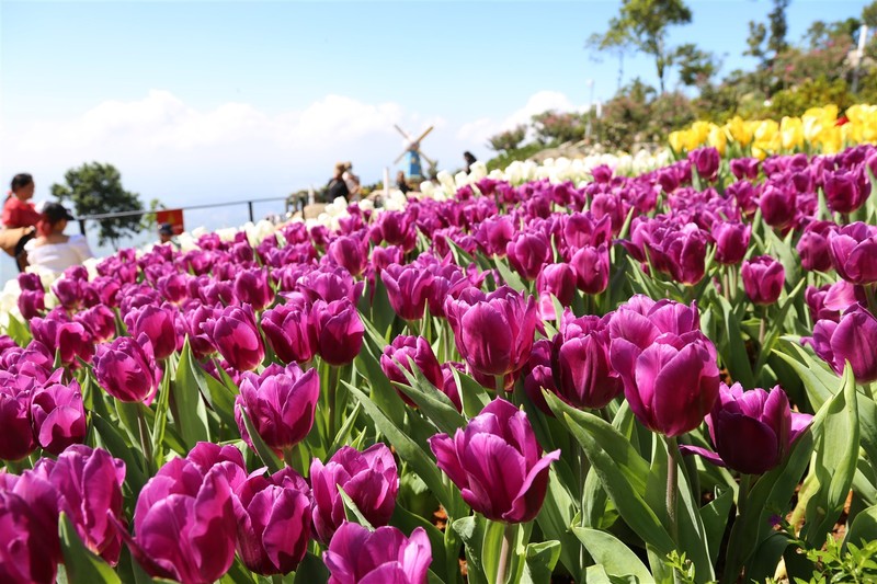 Triền hoa tulip đẹp ngỡ ngàng trên đỉnh núi Bà Đen Tây Ninh - ảnh 5