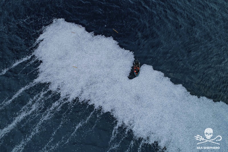 Chùm ảnh: Kỳ lạ cả 100.000 con cá chết trôi nổi thành bè trên bờ biển Pháp - ảnh 2