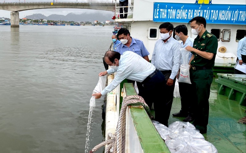 Ninh Thuận thả 670.000 tôm sú giống tái tạo nguồn lợi thủy sản - ảnh 1