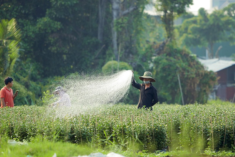 Trồng hoa tết: Người vui, kẻ buồn - ảnh 1