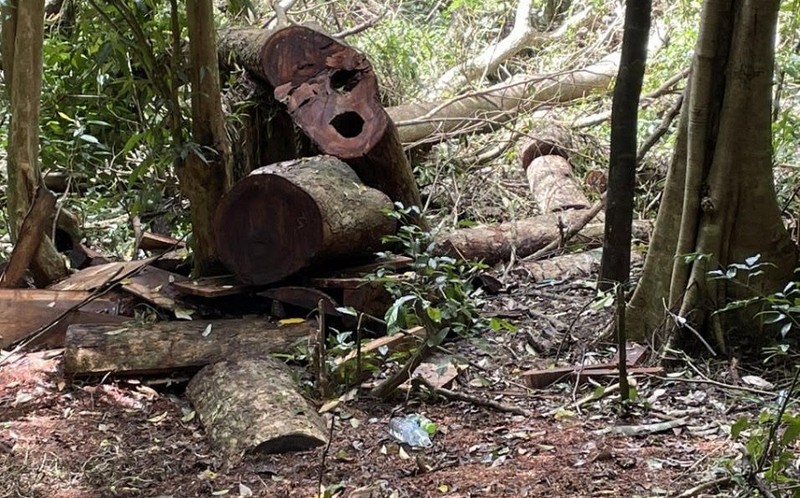'Lâm tặc' hạ gỗ quý trong các Vườn quốc gia ở tỉnh Gia Lai và Đắk Lắk - ảnh 1