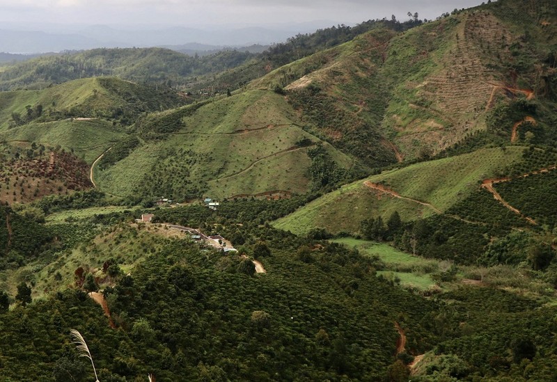   Xử lý trách nhiệm vụ để mất hơn 2.000ha rừng ở Đắk Nông - ảnh 1