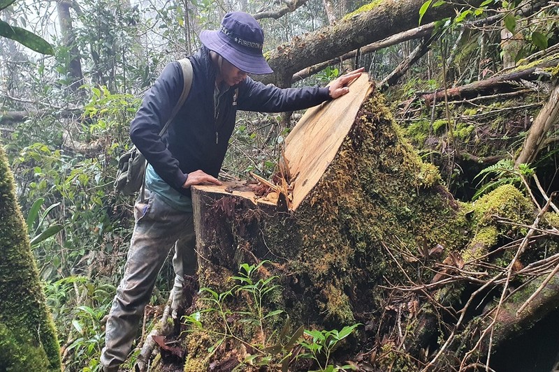 11 cây gỗ pơ mu bị đốn hạ trong rừng ở huyện Krông Bông - ảnh 2