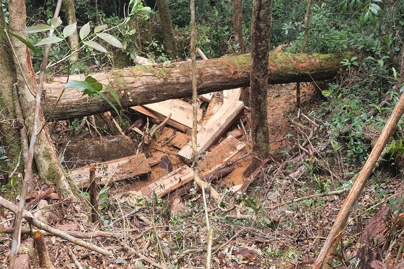 11 cây gỗ pơ mu bị đốn hạ trong rừng ở huyện Krông Bông - ảnh 1