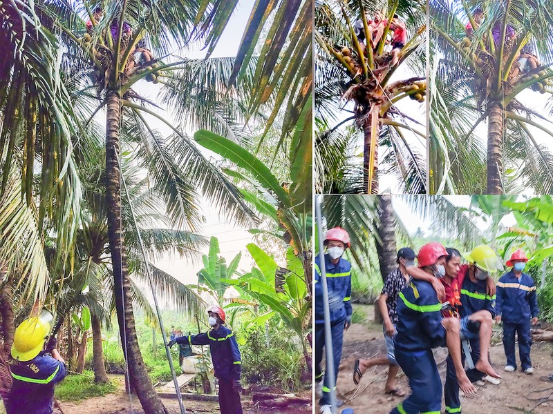 Giải cứu người đàn ông kẹt trên ngọn dừa - ảnh 1