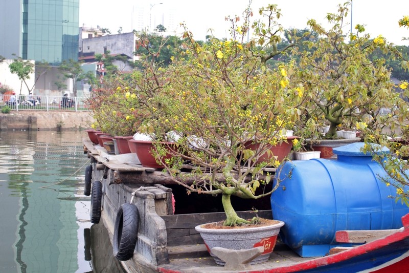 TP.HCM: Nhộn nhịp trên bến dưới thuyền chợ hoa xuân Bến Bình Đông - ảnh 9
