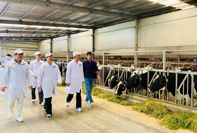 Xây dựng vùng chăn nuôi bò sữa an toàn dịch bệnh - ảnh 2