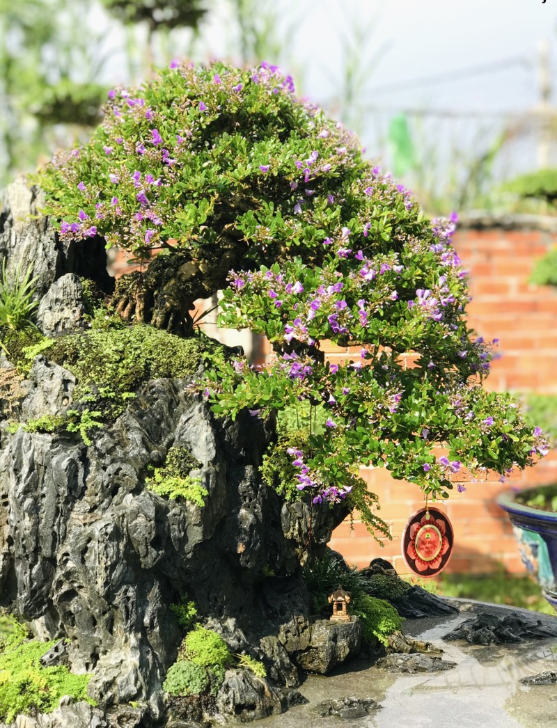 Vườn bonsai tiền tỉ độc đáo của chàng trai 9X - ảnh 6