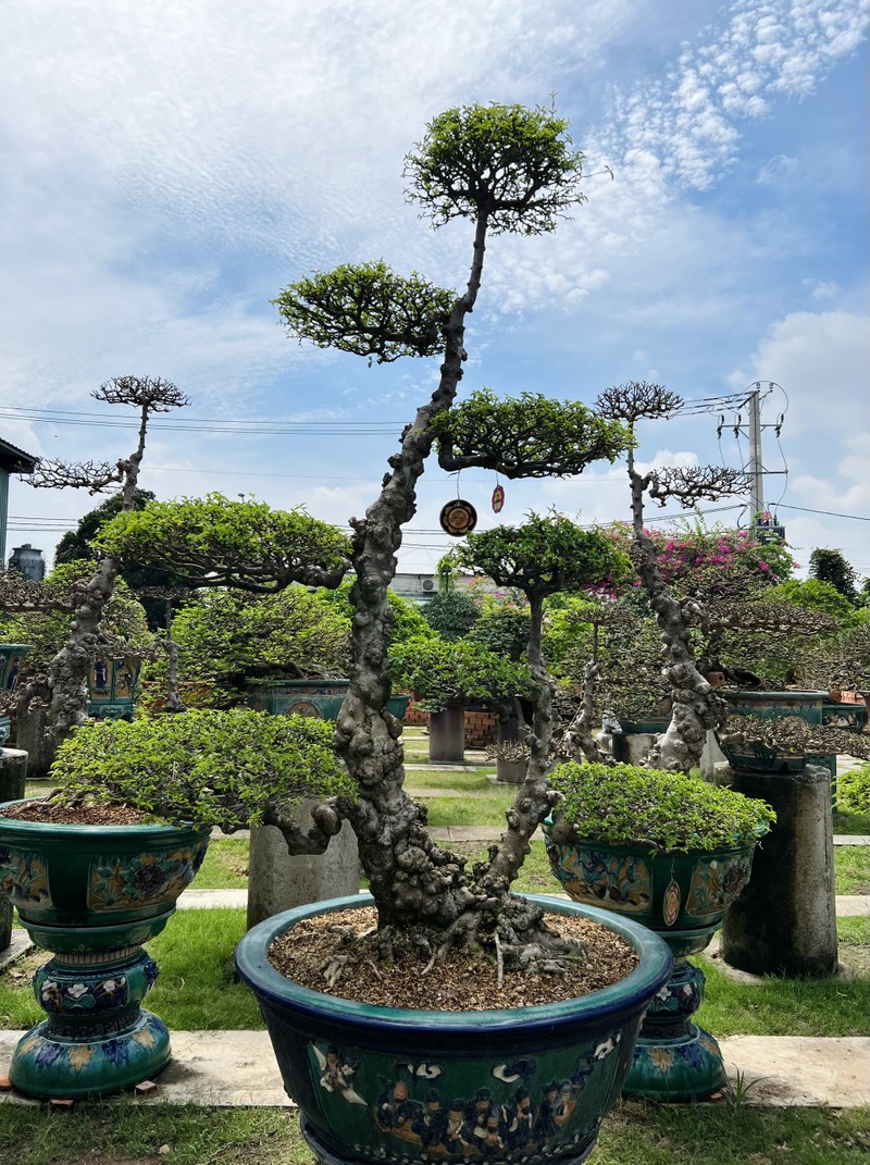 Vườn bonsai tiền tỉ độc đáo của chàng trai 9X - ảnh 8