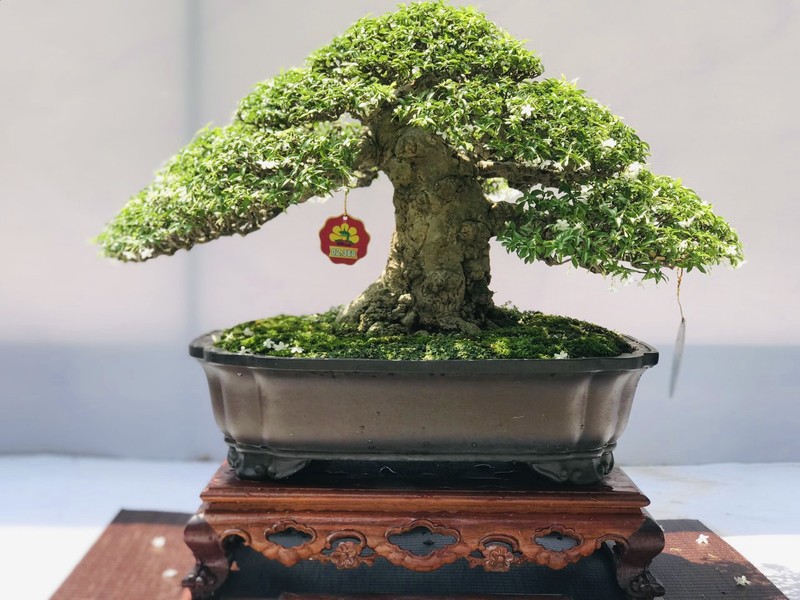Vườn bonsai tiền tỉ độc đáo của chàng trai 9X - ảnh 9