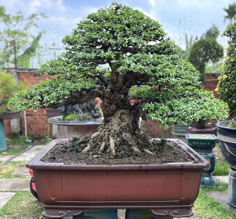 Vườn bonsai tiền tỉ độc đáo của chàng trai 9X - ảnh 3