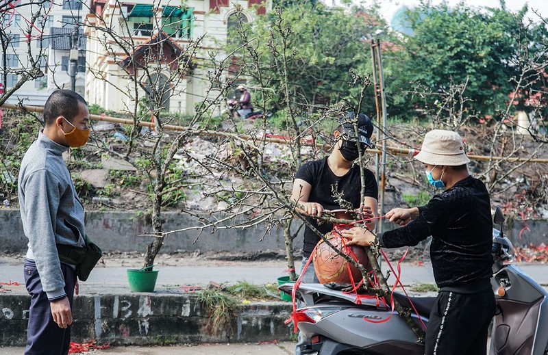Hà Nội: Hoa lê rừng xuống phố phục vụ người dân chơi Tết sớm - ảnh 5