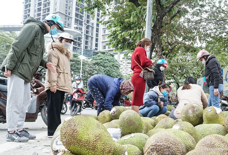 Người dân Hà Nội đổ xô đi 'giải cứu' mít miền Tây - ảnh 7