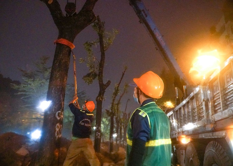 Hà Nội: Xuyên đêm di chuyển cây xanh trên đường Hoàng Quốc Việt dưới trời mưa - ảnh 2