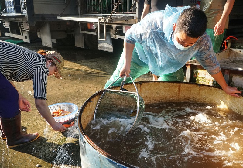 Cá chép đỏ đắt gấp 10 lần năm ngoái nhưng vẫn ‘cháy hàng’   - ảnh 3