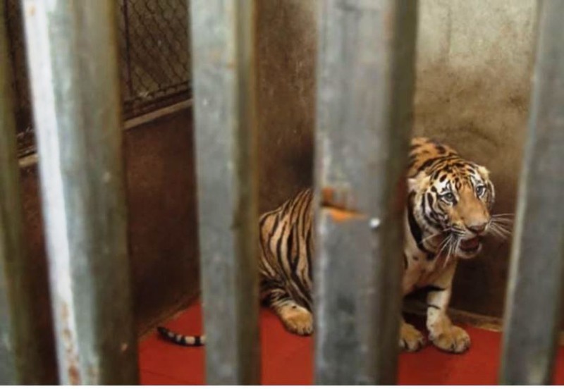 Thông tin mới vụ nuôi nhốt 14 con hổ như nuôi heo tại nhà ở Nghệ An - ảnh 1