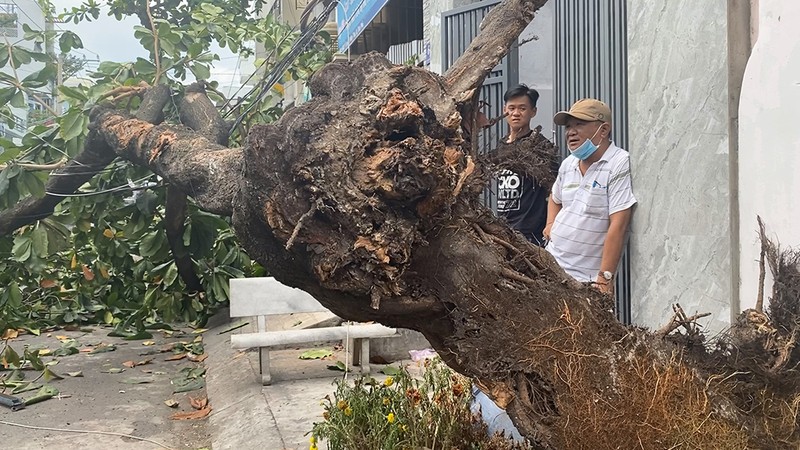 Xe tải va kéo đổ cây bàng, đè trúng đường dây điện ở Tân Phú - ảnh 2