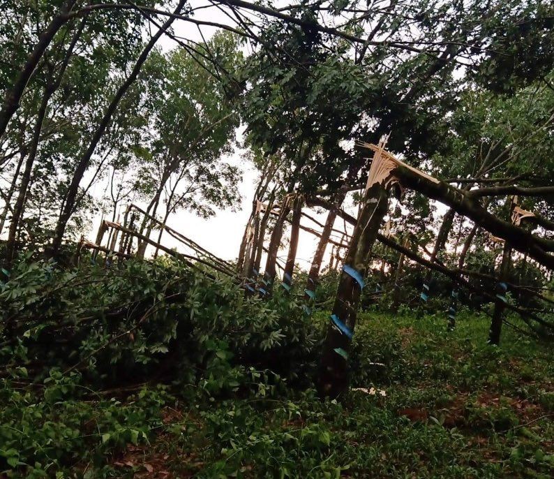 Đắk Nông: Trận mưa lớn gây thiệt hại hàng loạt vườn cao su của dân  - ảnh 1