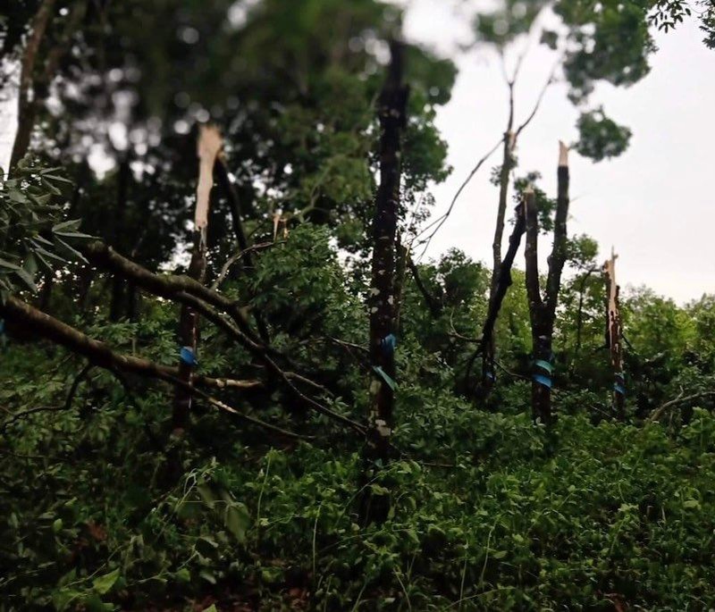 Đắk Nông: Trận mưa lớn gây thiệt hại hàng loạt vườn cao su của dân  - ảnh 4