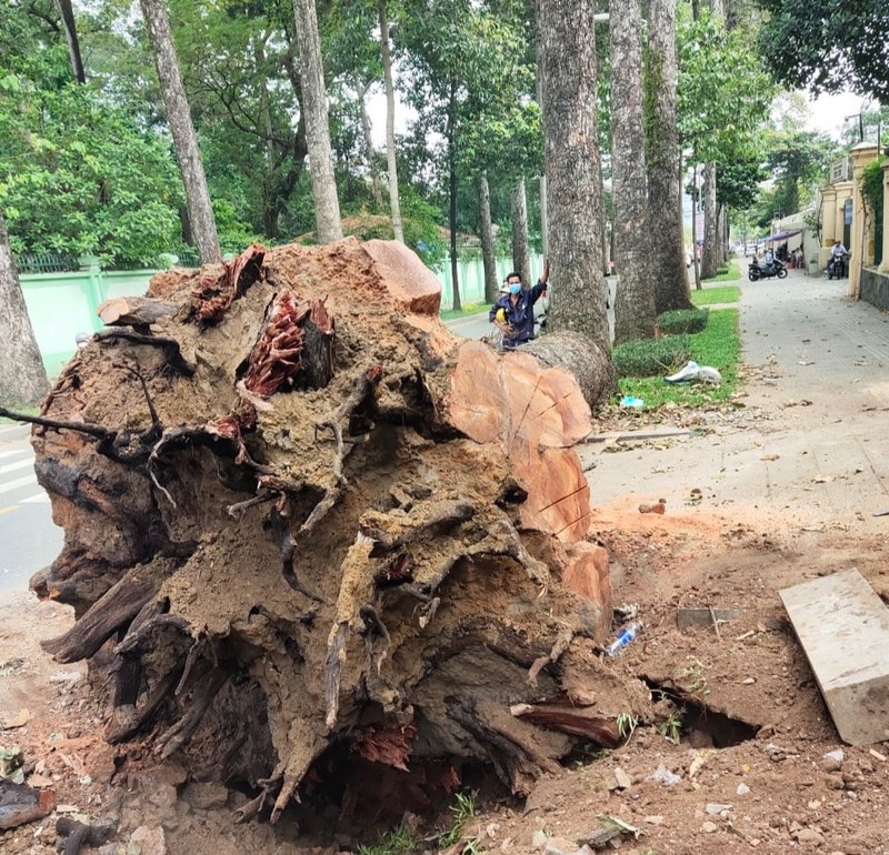 Rõ nguyên nhân đốn hạ 3 cây dầu lâu năm ở đường Nguyễn Bỉnh Khiêm - ảnh 2