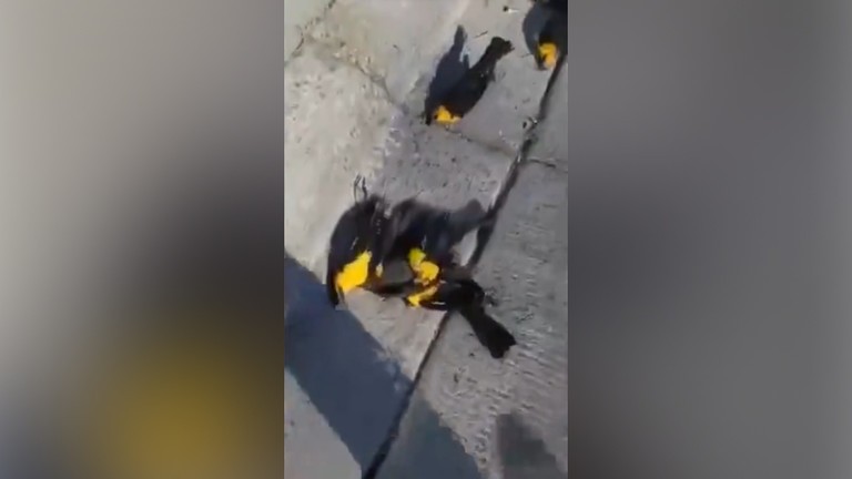 VIDEO: Bí ẩn hàng trăm con chim đen đầu vàng đang bay rơi nhào xuống đất chết - ảnh 1