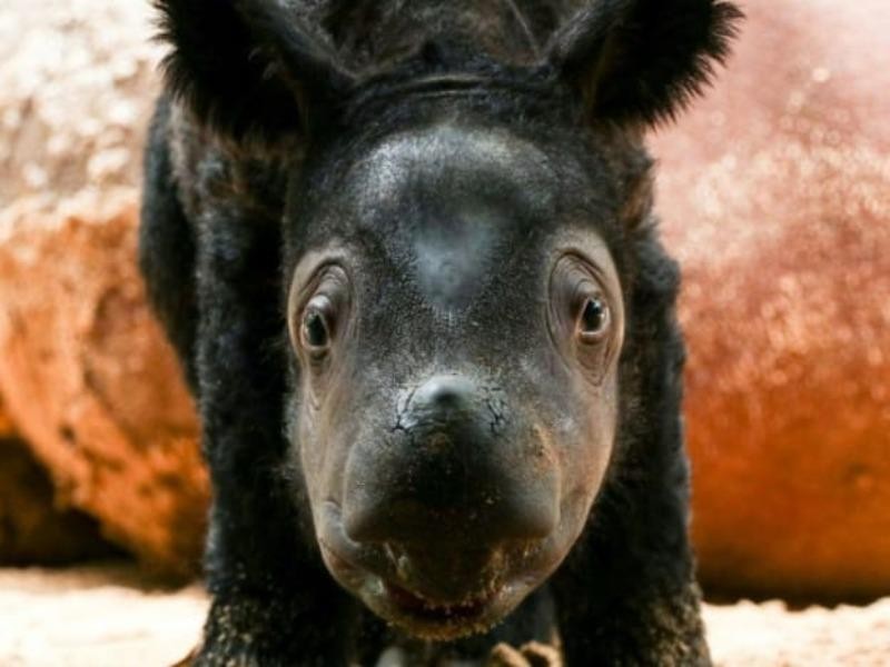 Tê giác Sumatra hiếm hoi ra đời mang lại hy vọng cho loài có nguy cơ tuyệt chủng - ảnh 1