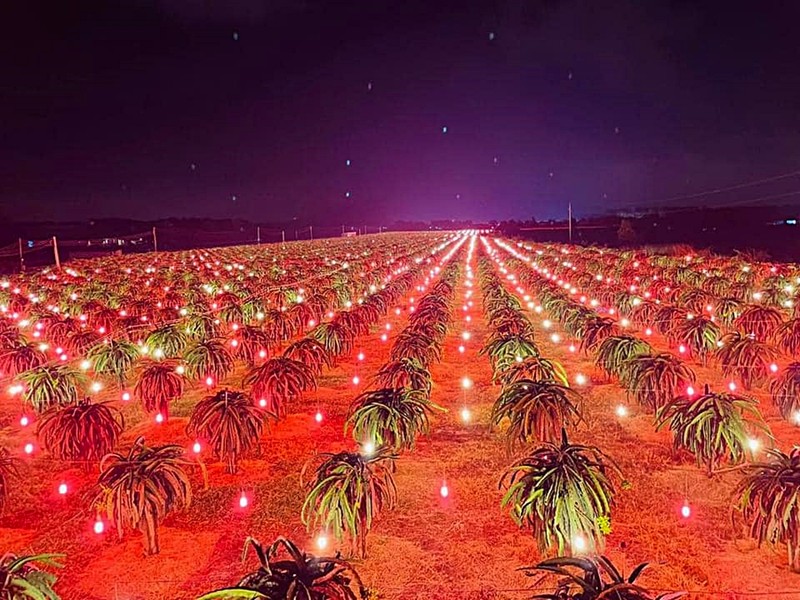 Thanh long Bình Thuận xuất qua Nhật Bản phải nặng từ 300g trở lên - ảnh 1