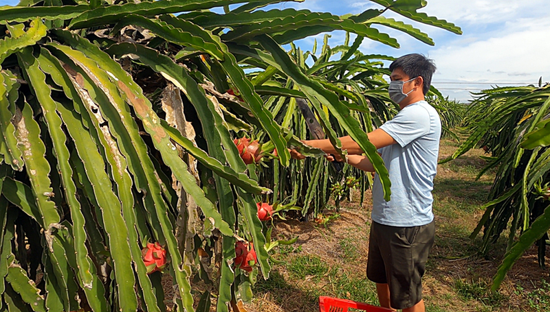 Trung Quốc siết nhập khẩu, nhà vườn, doanh nghiệp thanh long cùng khóc - ảnh 2