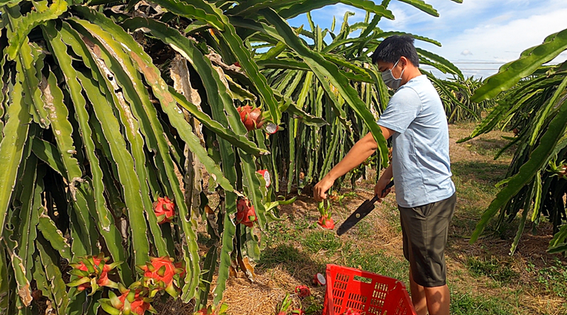 Bình Thuận triển khai kế hoạch giải cứu thanh long - ảnh 1