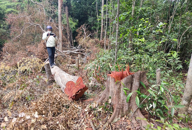Khởi tố vụ rừng tự nhiên bị phá cạnh rừng trồng đang khai thác - ảnh 2