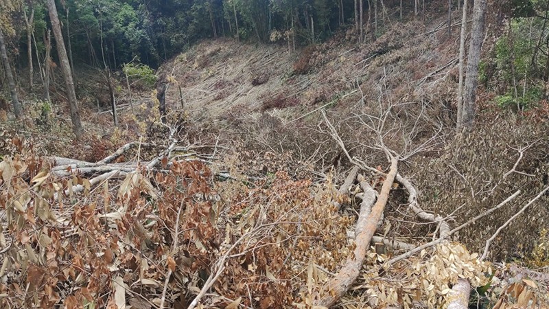 Khởi tố vụ rừng tự nhiên bị phá cạnh rừng trồng đang khai thác - ảnh 3