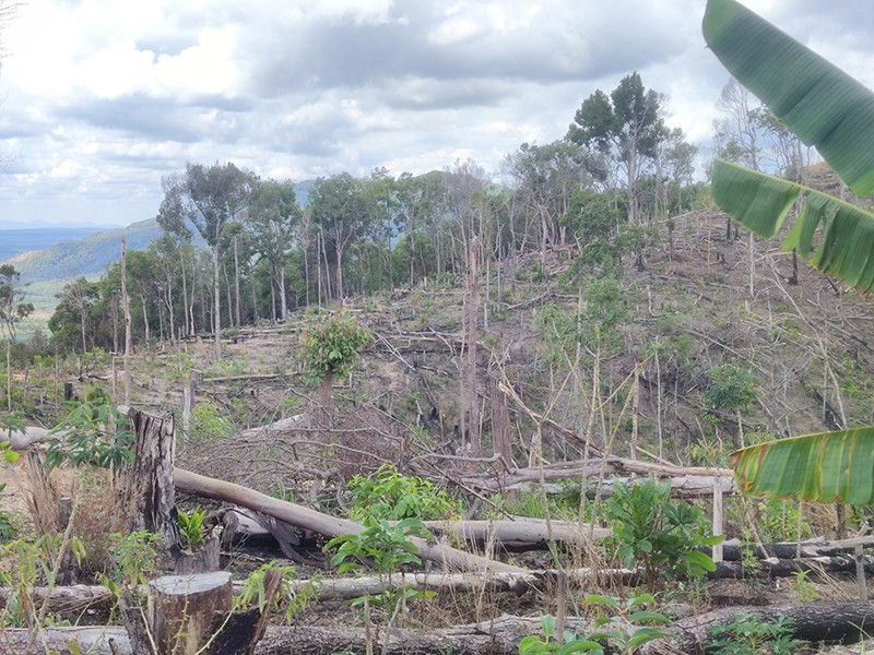 Khởi tố vụ rừng tự nhiên bị phá cạnh rừng trồng đang khai thác - ảnh 4