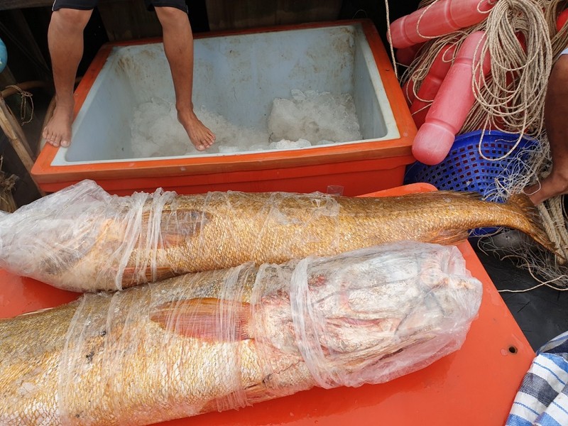 Ngư dân Cà Mau bắt được cặp cá sủ vàng 70 kg - ảnh 1