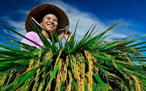 Ngộ ra với tín dụng nông nghiệp nông thôn… Ngộ ra với tín dụng nông nghiệp nông thôn…