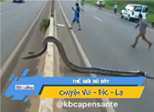 Video: Trăn khủng bò ngang đường, thiên hạ náo loạn